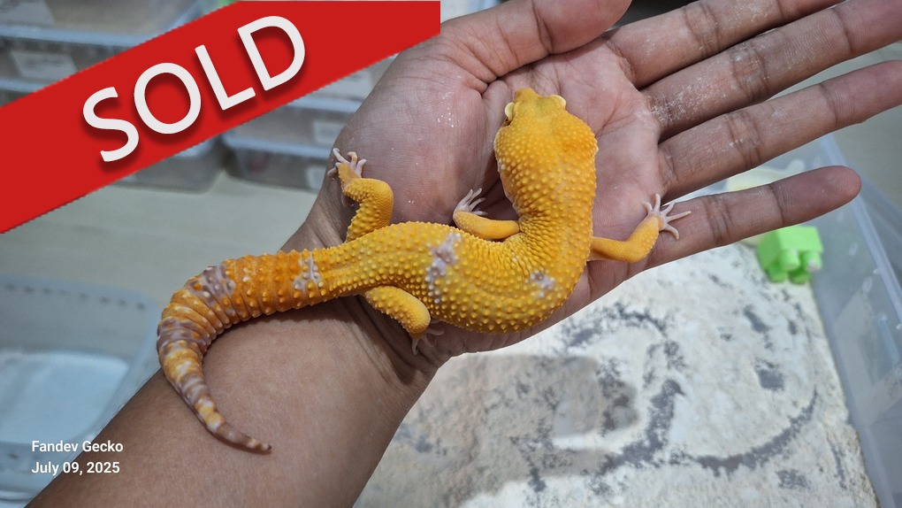 Sunglow Tremper Lavender p Giant Albino