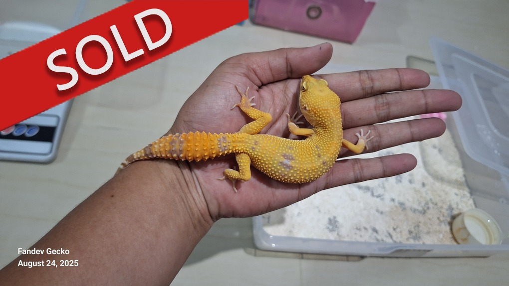 Sunglow Tremper Lavender p Giant Albino