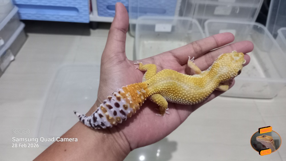 SHTCTB Giant h Tremper