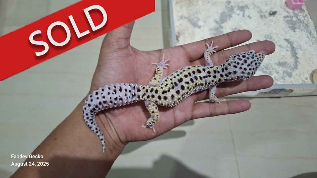 Macksnow Bold Jungle Enigma h Eclipse h Tremper