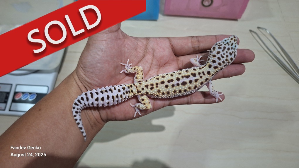 Macksnow Reverse Stripe Enigma h Eclipse h Tremper