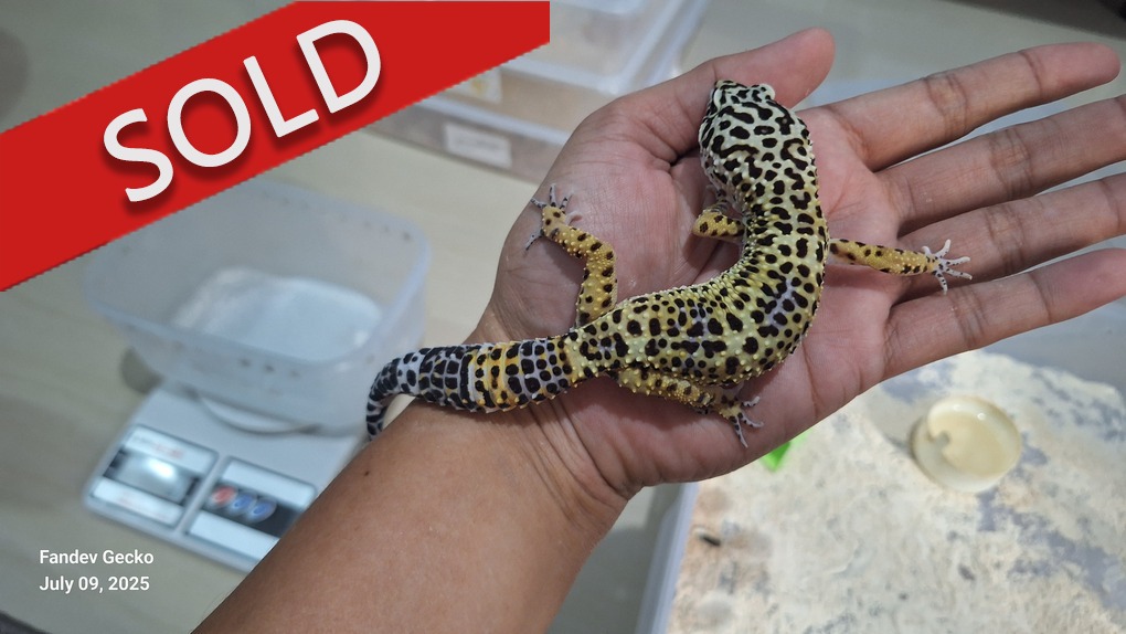 Blacknight Cross p Macksnow h Tremper