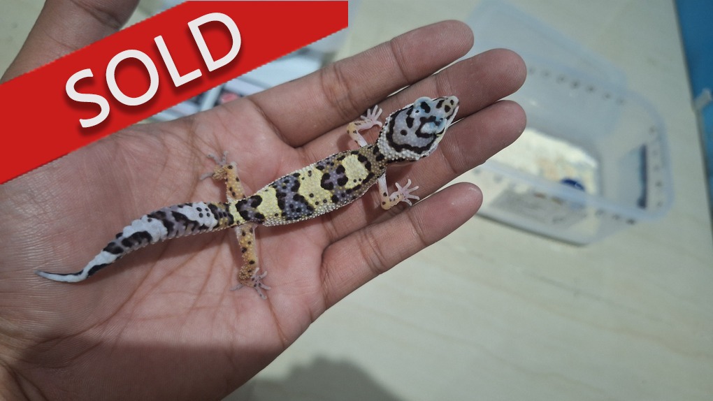 Blacknight Cross p Macksnow h Tremper