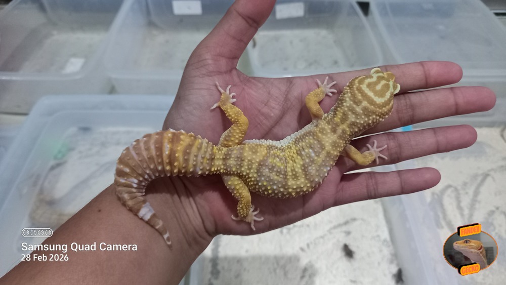 Macksnow Aptor h Eclipse Tremper Albino