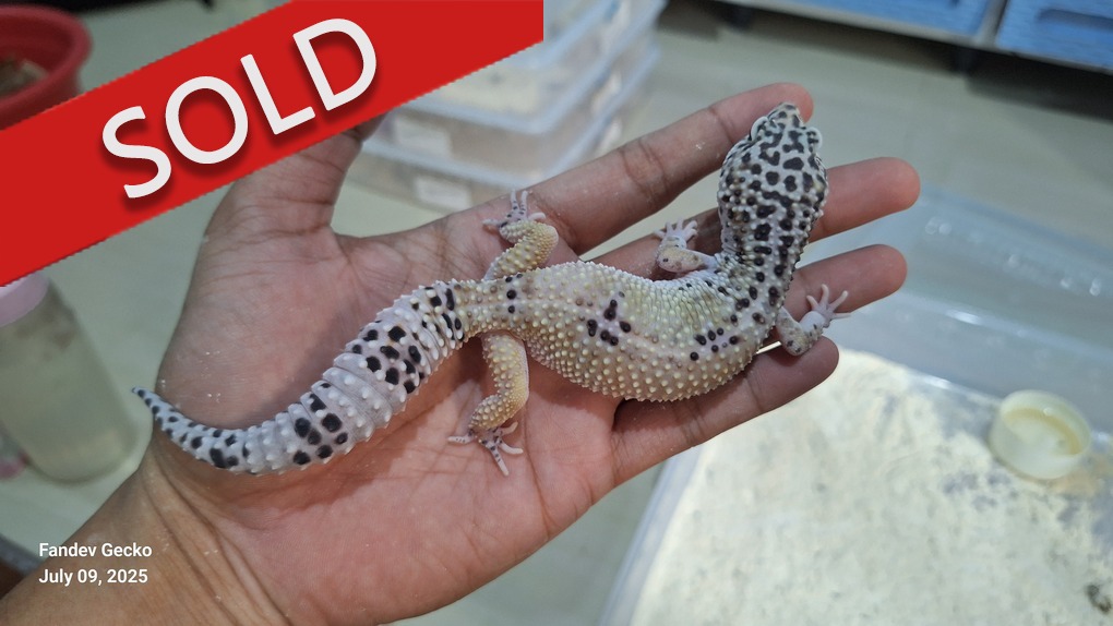 Macksnow h Eclipse h Tremper