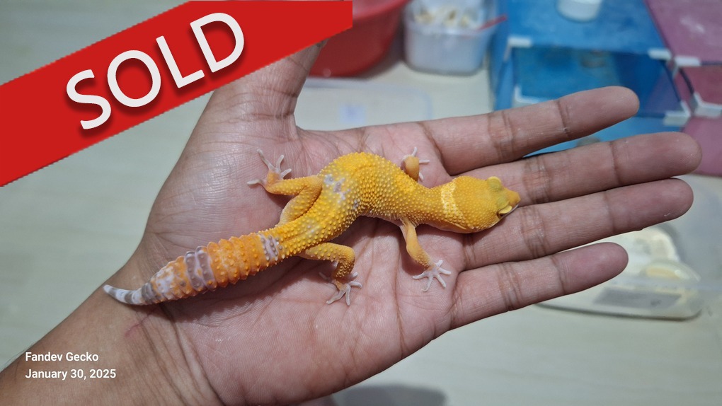 Sunglow Tremper Lavender p Giant Albino
