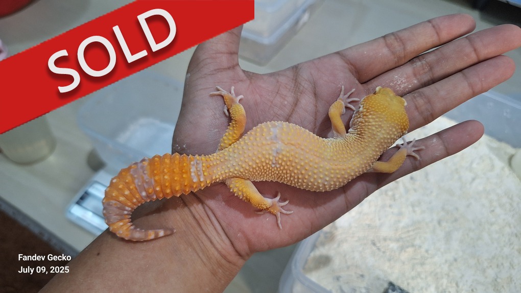 Sunglow Tremper Lavender p Giant Albino