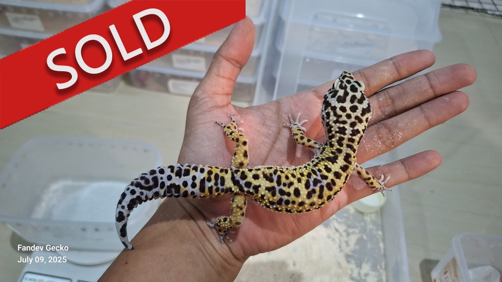 Blacknight Cross p Macksnow h Tremper