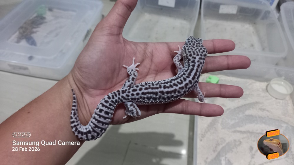 Super Snow Eclipse (Pied) h Tremper
