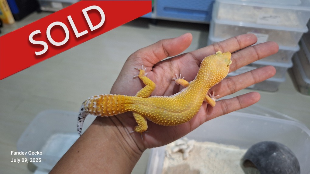 SHTCTB p Giant h Tremper