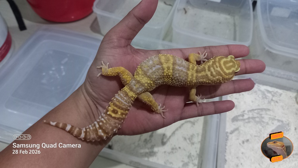 Macksnow Aptor h Eclipse Tremper Albino