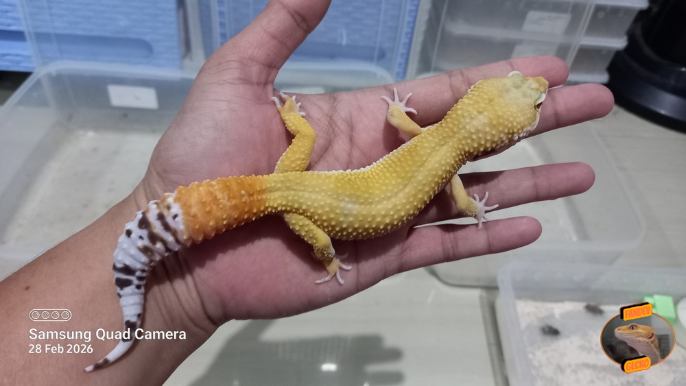 SHTCT p Giant h Tremper