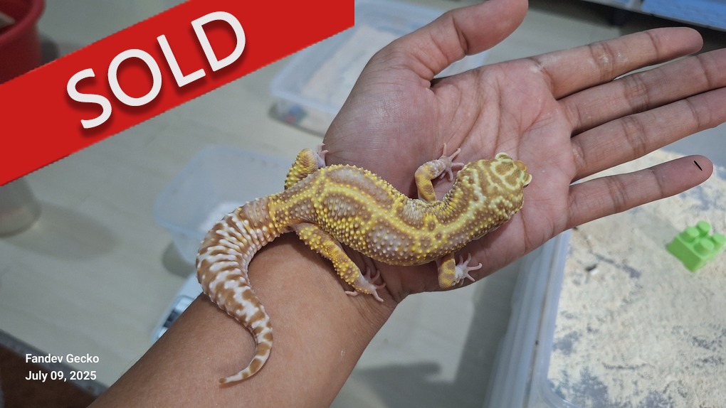 Macksnow Aptor h Eclipse Tremper Albino