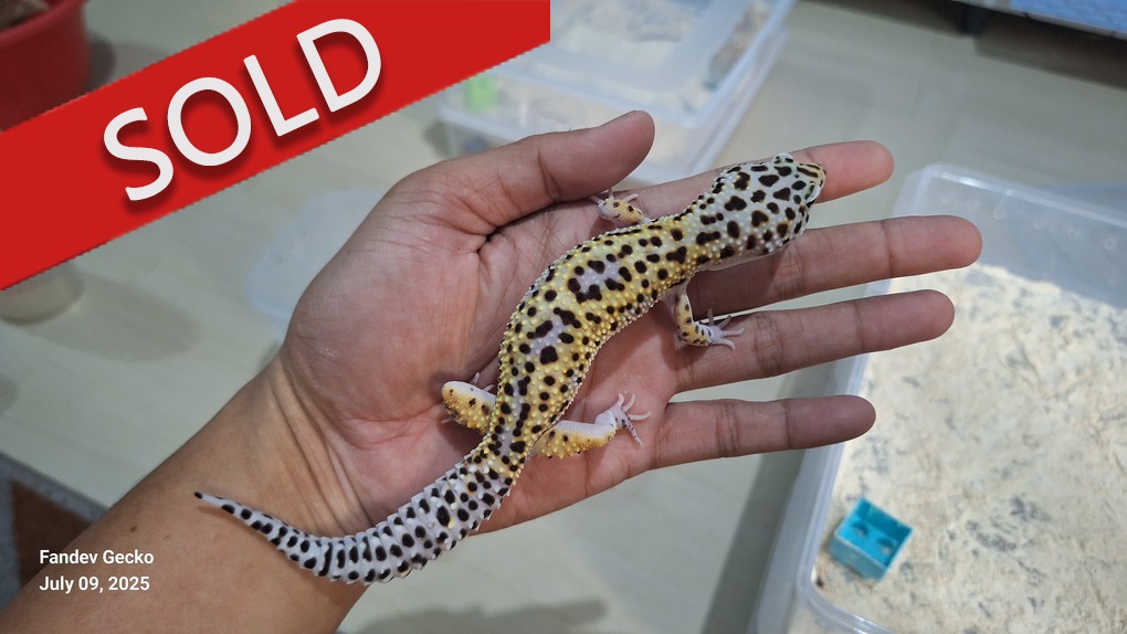 Macksnow h Eclipse h Tremper