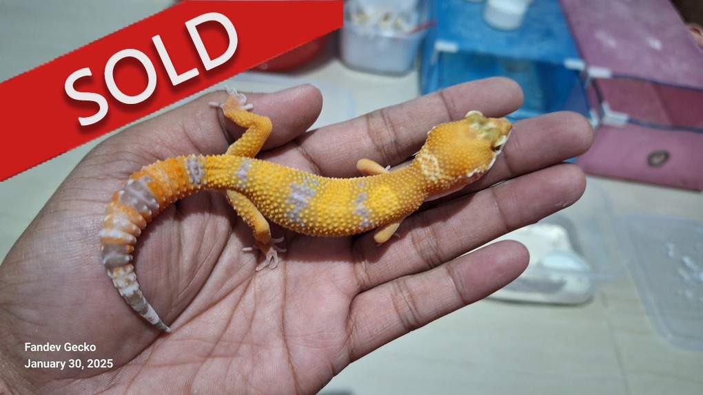 Sunglow Tremper p Giant Albino