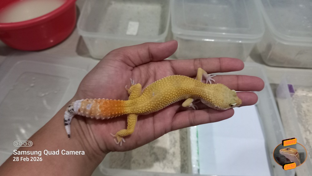 SHTCTB p Giant h Tremper