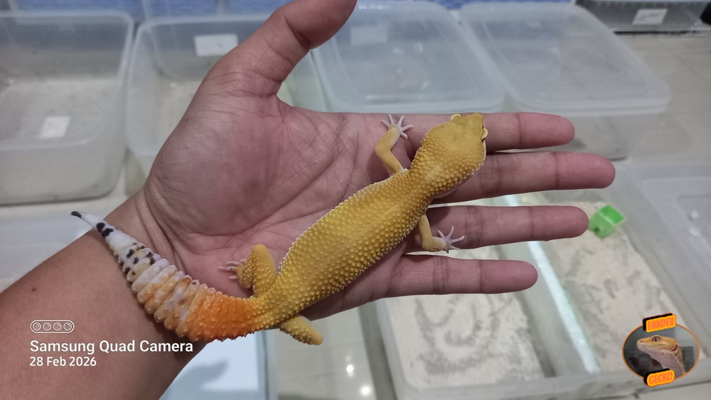 SHTCTB p Giant h Tremper