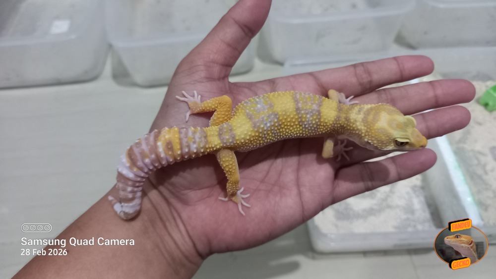 Macksnow Aptor h Eclipse Tremper Albino