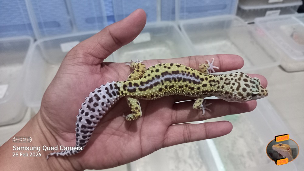 Macksnow Reverse Stripe h Eclipse h Tremper