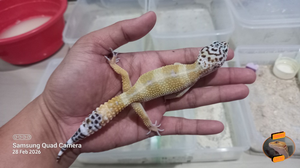 Blacknight Hypo Tangerine p Giant h Tremper