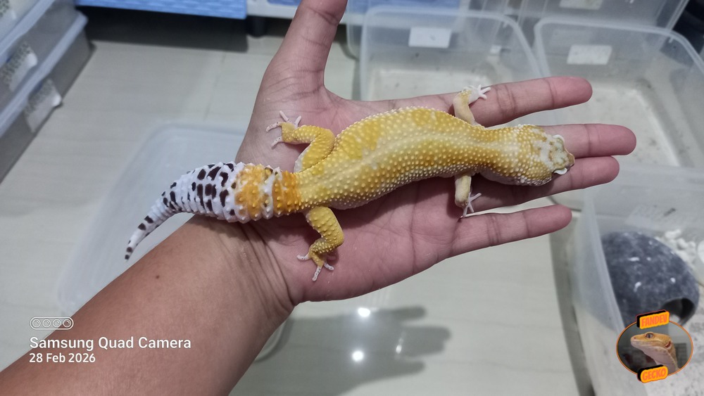SHTCTB Giant h Tremper