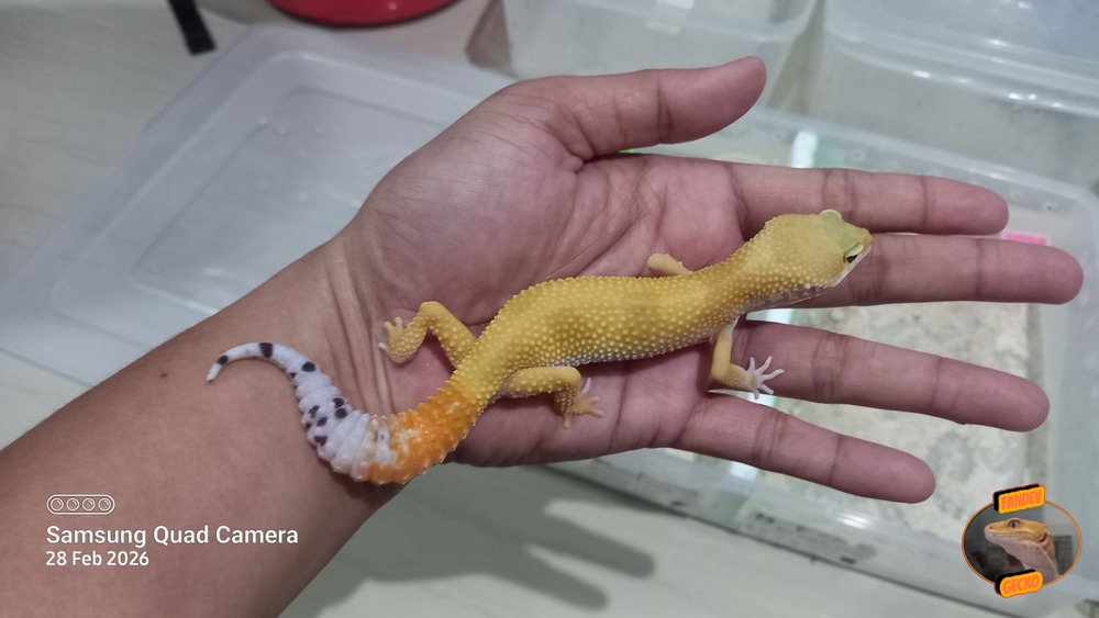 SHTCTB p Giant h Tremper