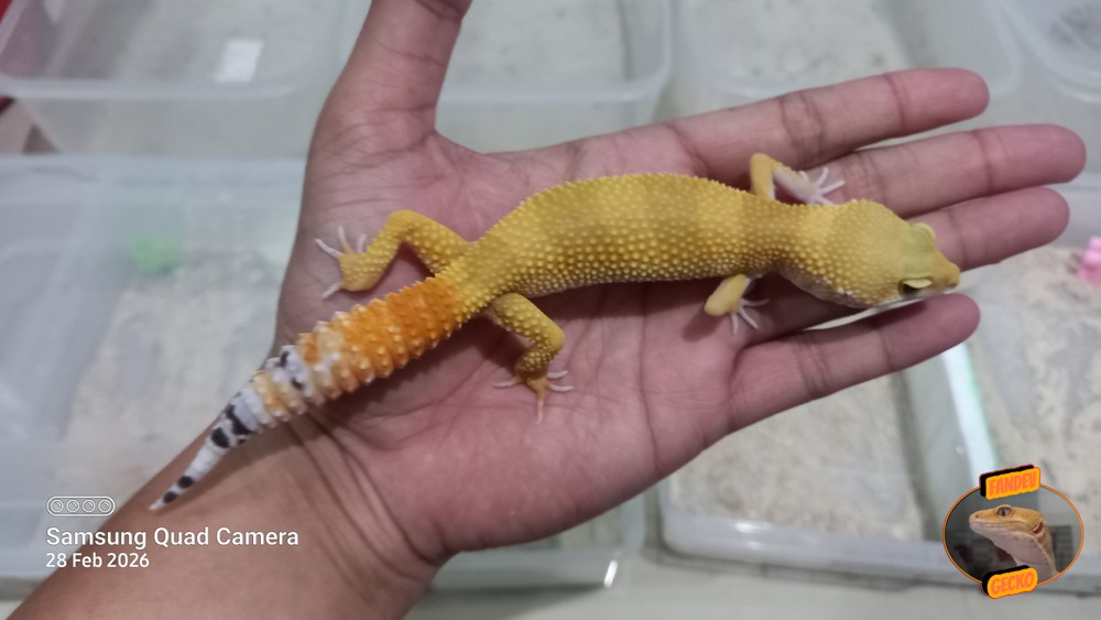 SHTCTB p Giant h Tremper