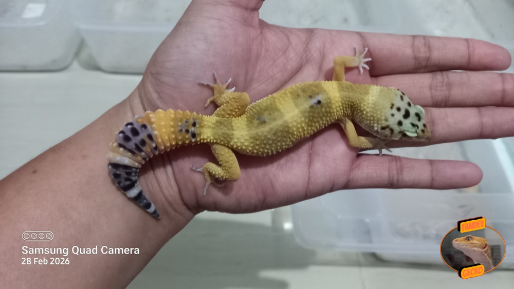 Blacknight Hypo Tangerine p Giant h Tremper