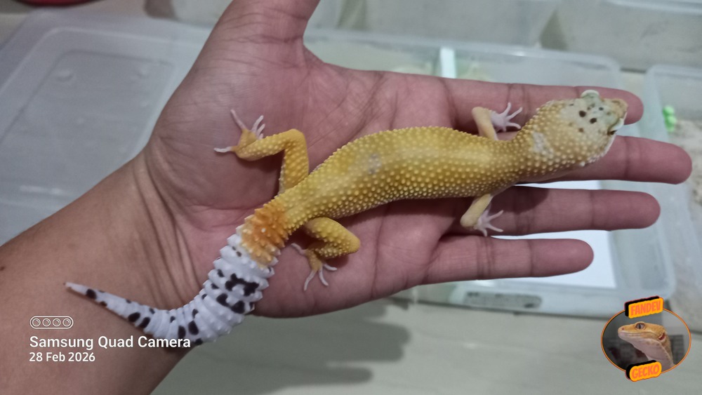 SHTCTB p Giant h Tremper