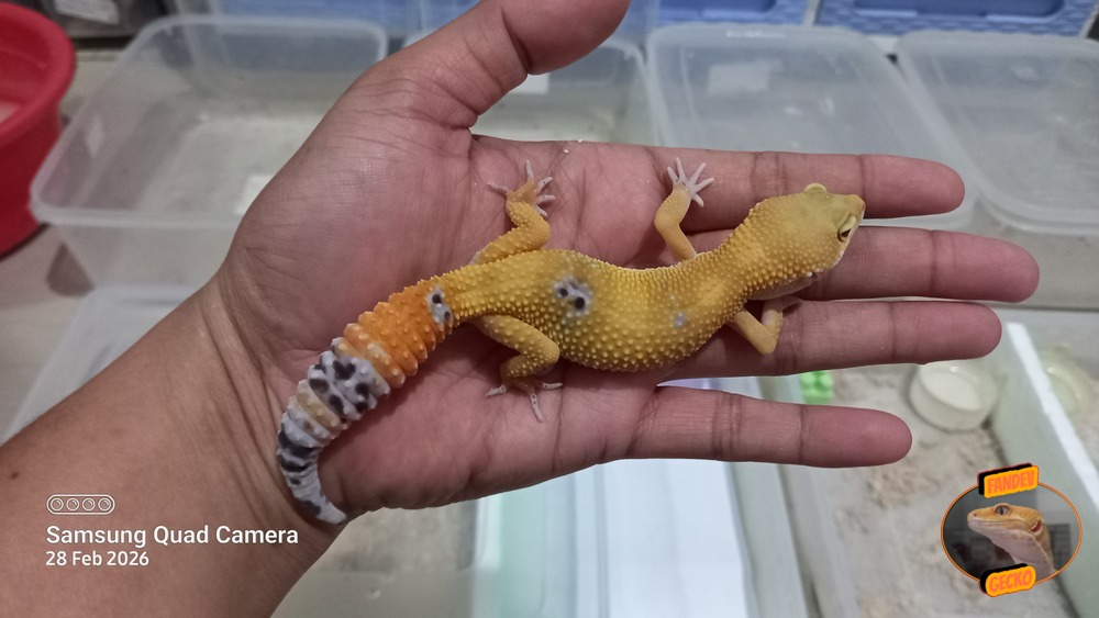 SHTCTB p Giant h Tremper