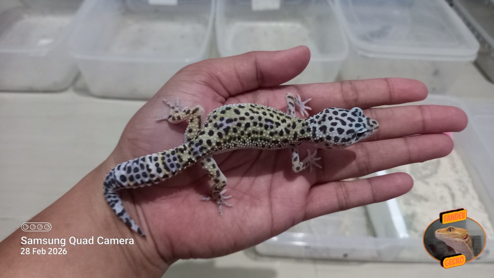 Blacknight Macksnow h Tremper