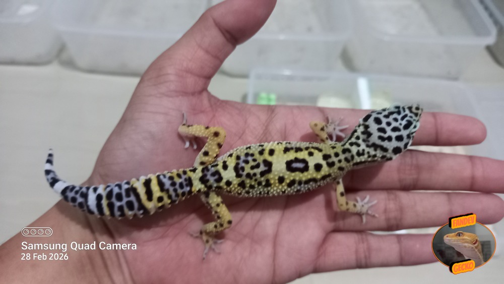 Blacknight Macksnow h Tremper