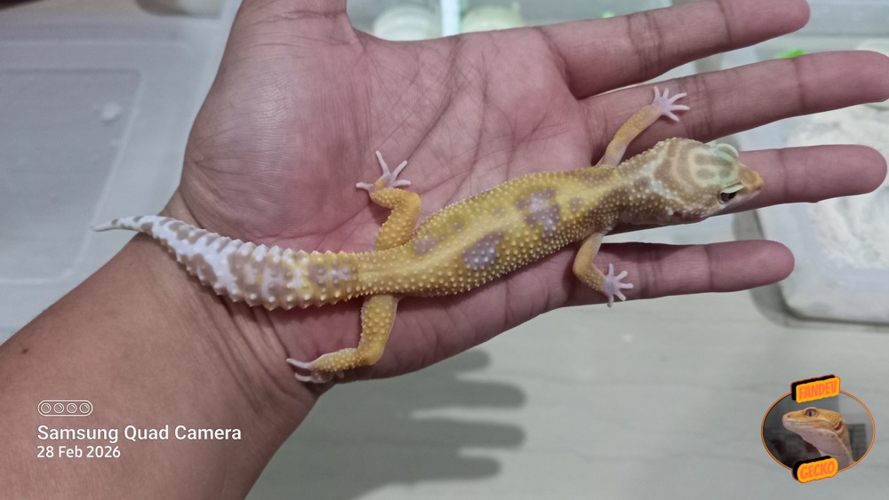 Macksnow Aptor h Eclipse Tremper Albino