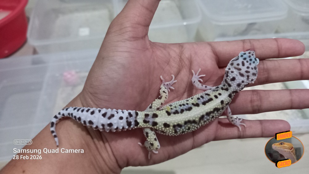 Macksnow Bold Stripe h Eclipse h Tremper