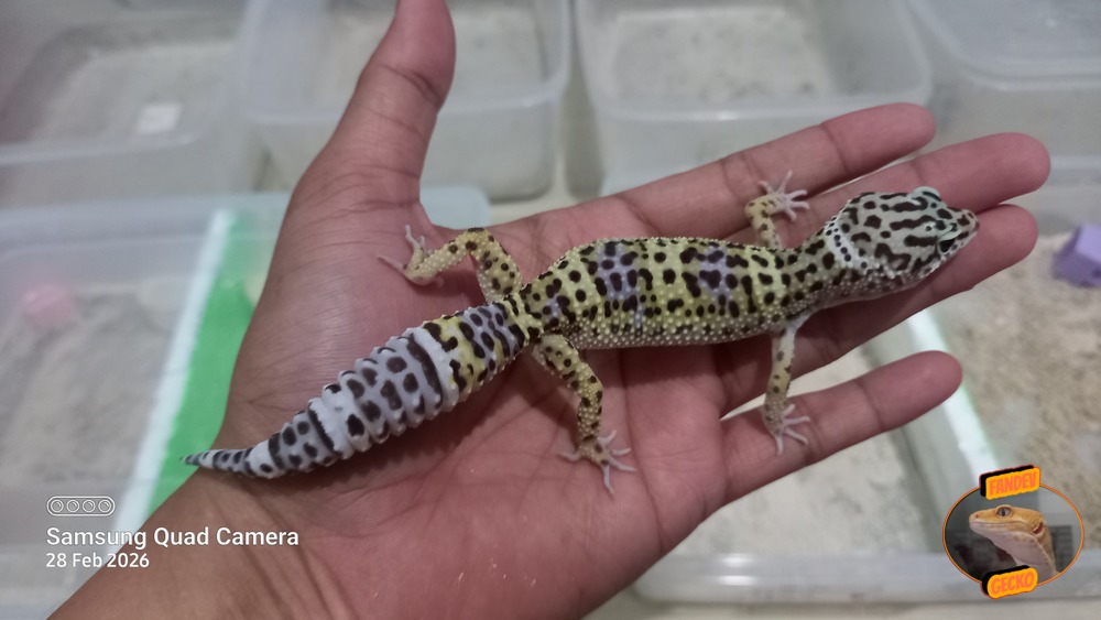 Blacknight Macksnow h Tremper