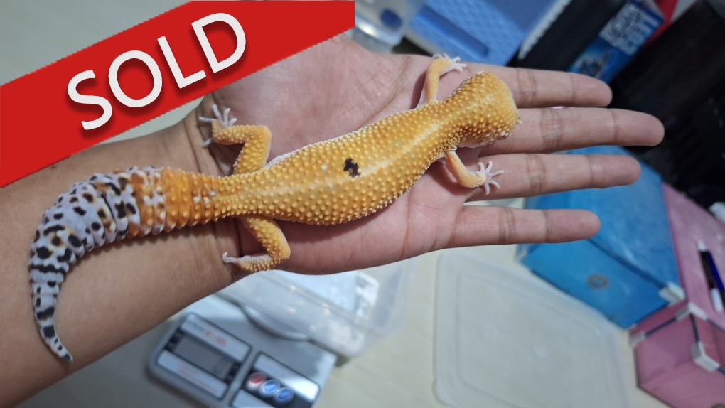 SHTCTB p Giant h Tremper