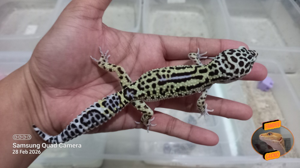 Bold Jungle Blacknight Macksnow h Tremper