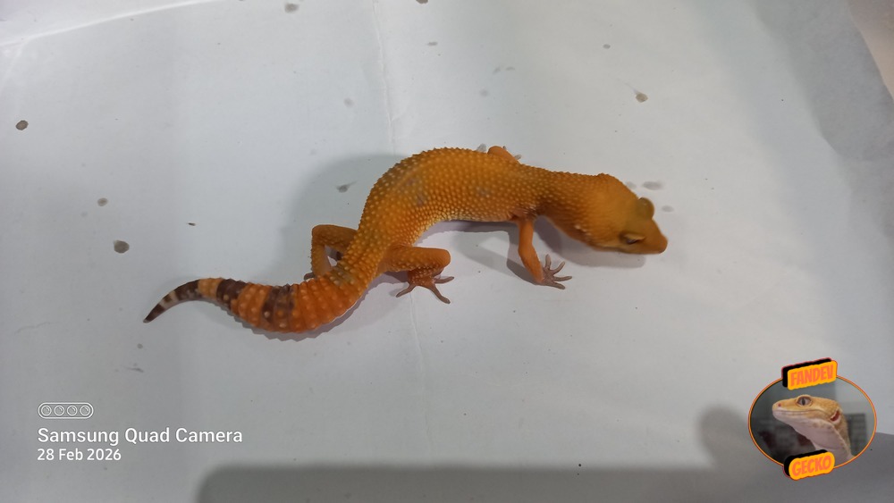 Sunglow Tremper Lavender p Giant Albino