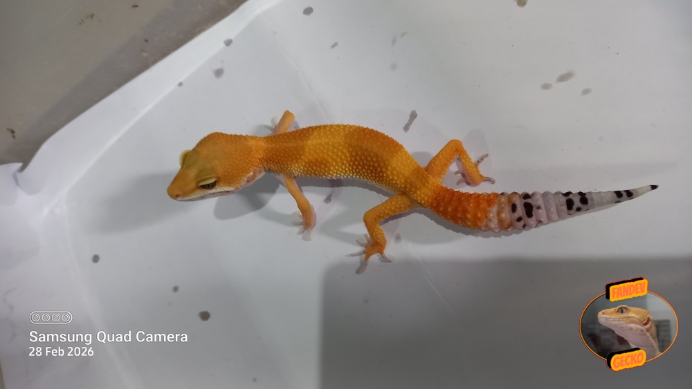 SHTCTB p Giant h Tremper