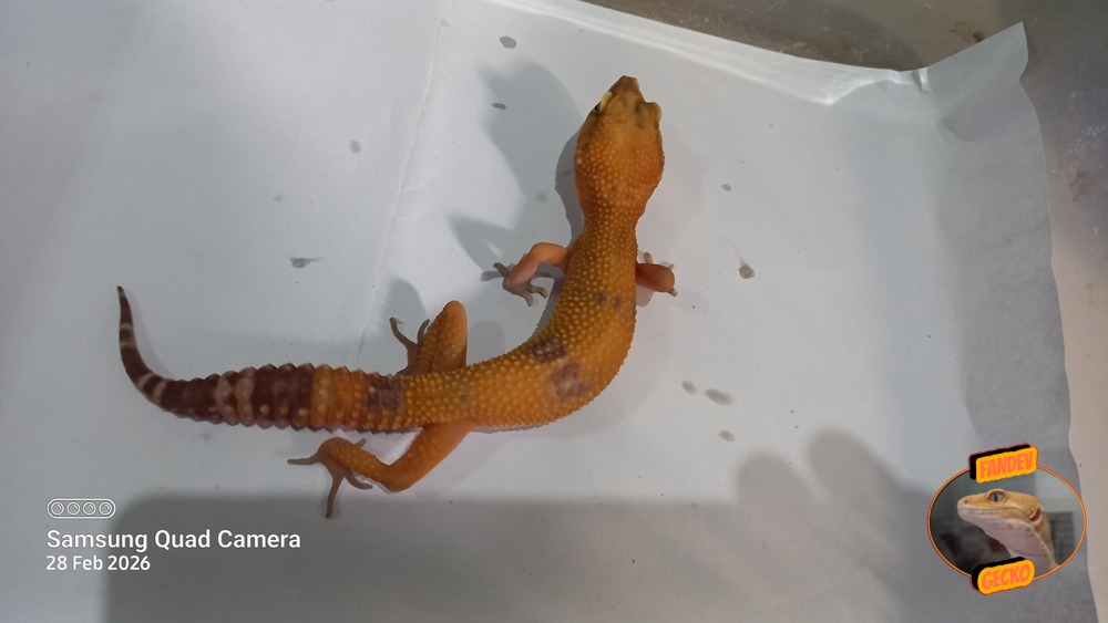 Sunglow Tremper Lavender p Giant Albino