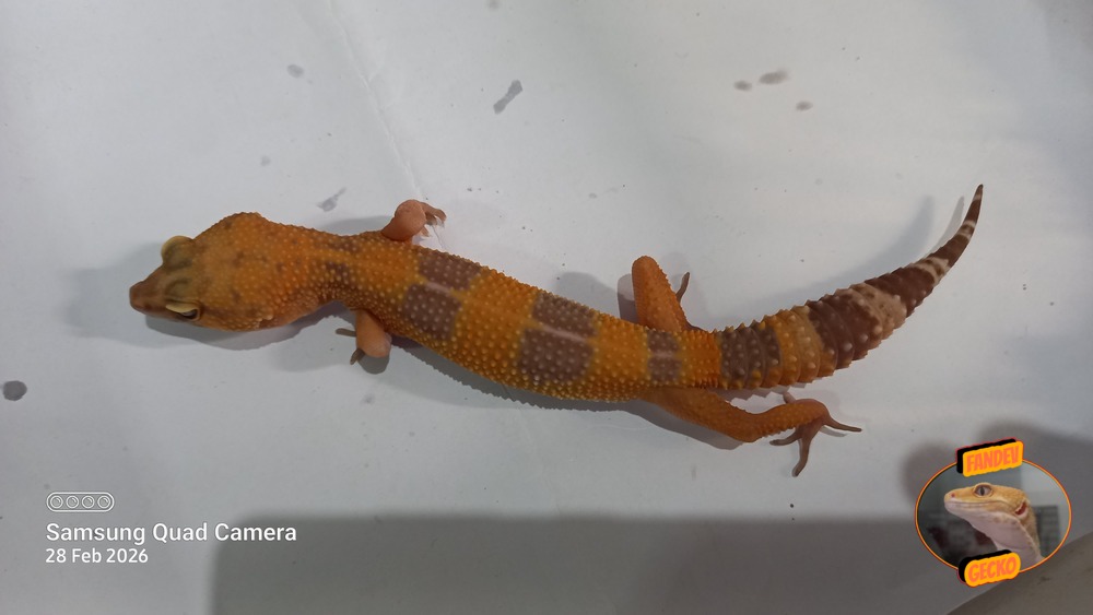 Sunglow Tremper Lavender p Giant Albino