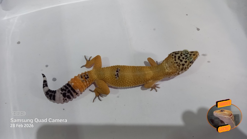 Blacknight Hypo Tangerine p Giant h Tremper