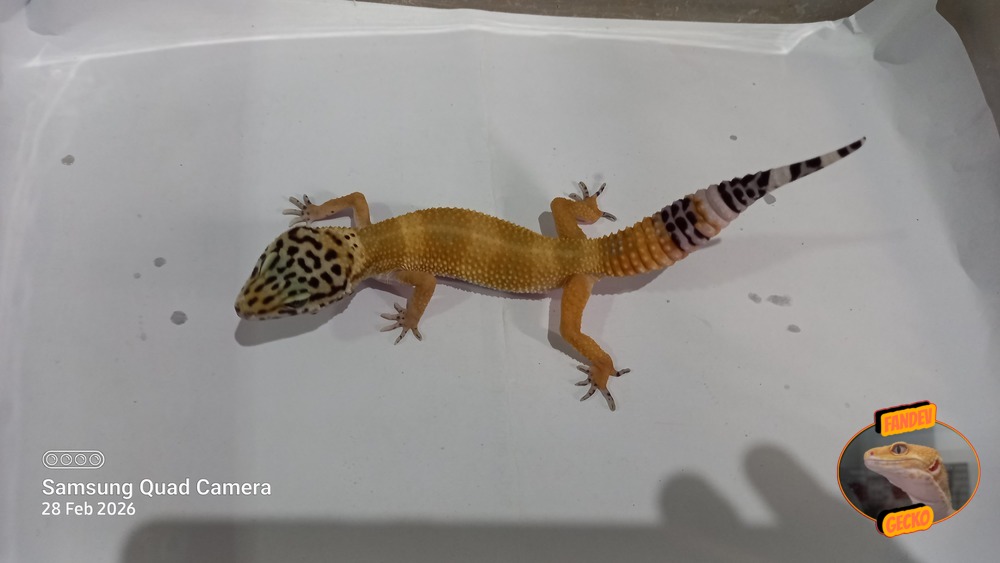 Blacknight Hypo Tangerine p Giant h Tremper