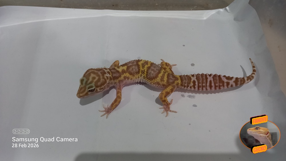 Macksnow Aptor h Eclipse Tremper Albino