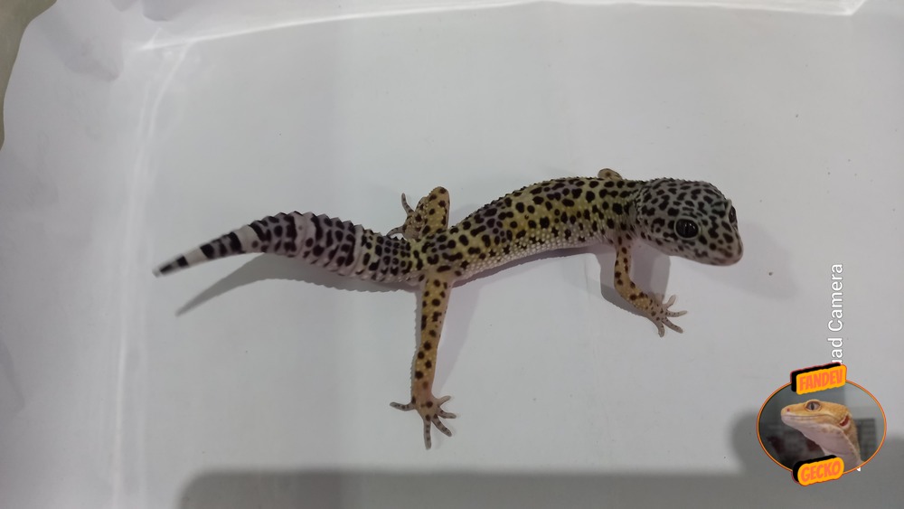 Blacknight Macksnow h Tremper