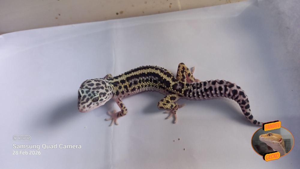 Macksnow Bold Stripe h Eclipse h Tremper